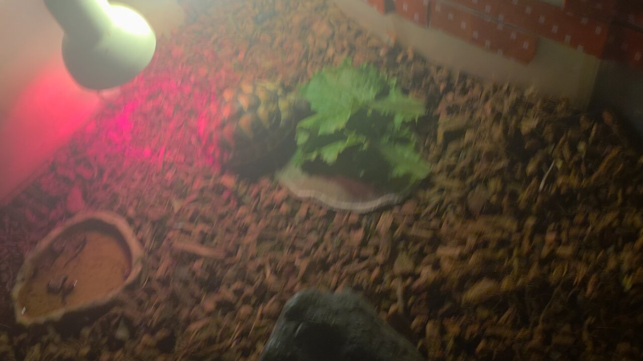 turtle asmr