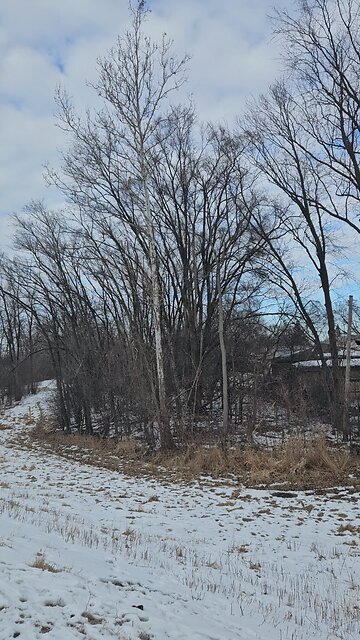 Yet Another Winter Robin