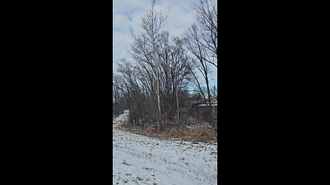 Yet Another Winter Robin