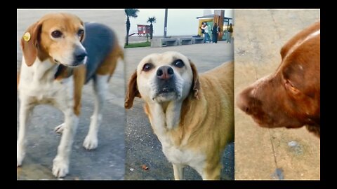 AI Atlas Alien Fail USA Trump Putin Russia Tucker Dogs Batumi Bench Session Last Dutchman VictorHugo