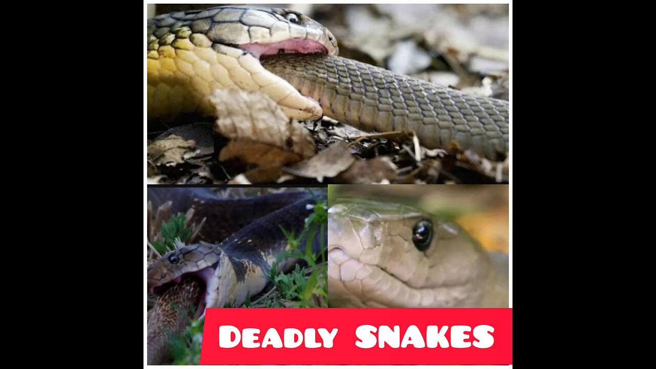 Catching Deadly SNAKES| King COBRA| Eating NEW Snake