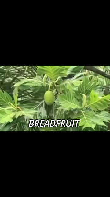 BREADFRUIT: THE MIRACLE TREE - EXPLORING ITS CULINARY AND MEDICINAL WONDERS 🍞