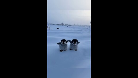 # Cuteness 😍🥰💕 Pretty little 🐥 baby 💗