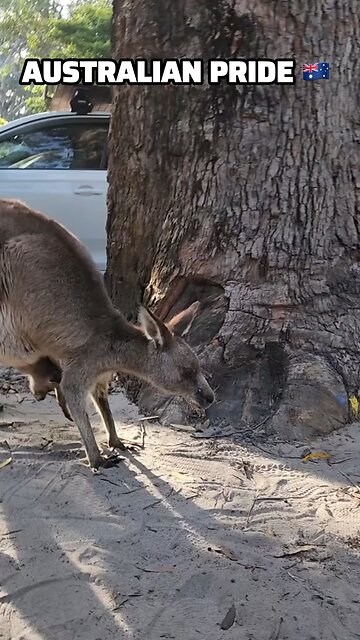 Australian pride