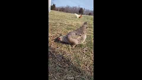 Just a pecking away at that grass.