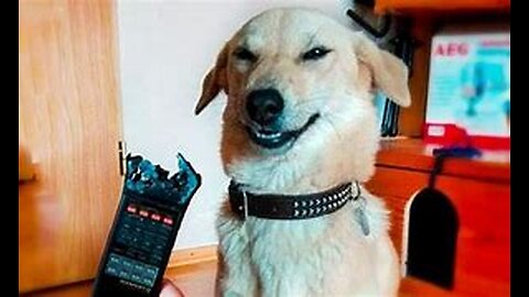 Funny dogs and cats impossible not to laugh