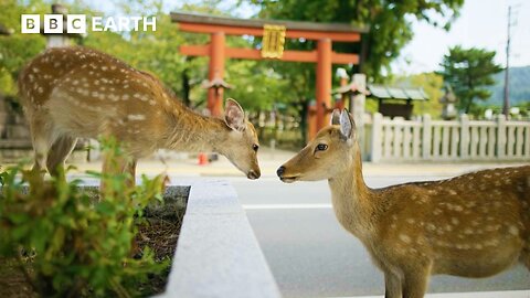 City Where People Live Alongside Deer | Asia | BBC Earth