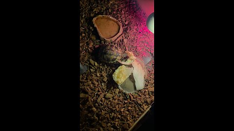East hermann tortoise