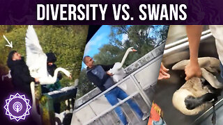 They're Eating the Swans