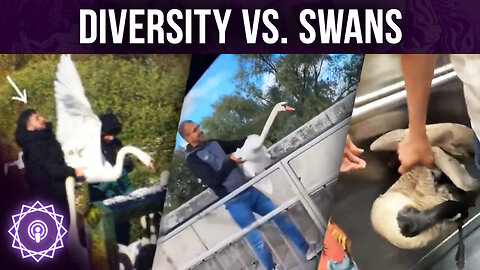 They're Eating the Swans