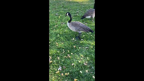 Canada Goose 🪿 #canadagoose #goose #followme #shorts #viral #trending