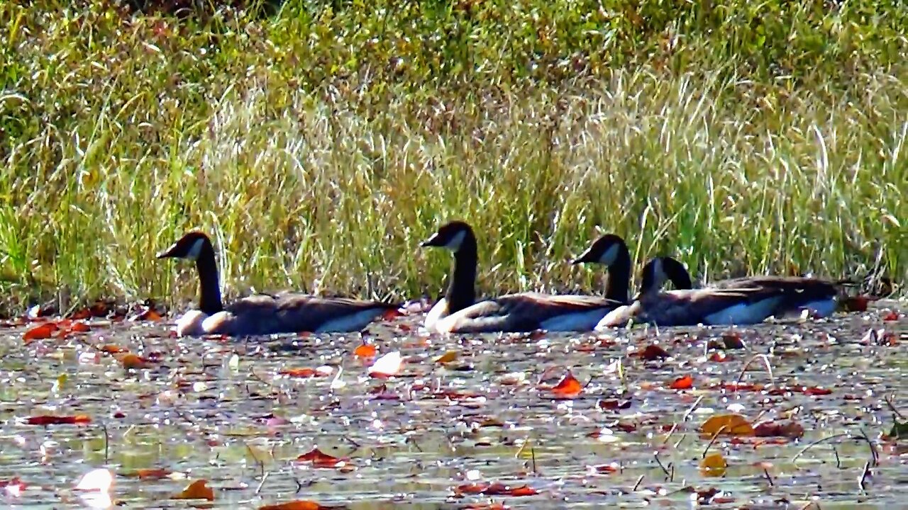 Canada Geese