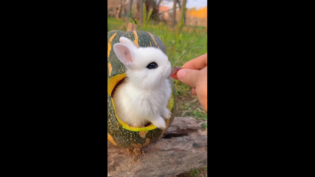 cuty baby rabbit