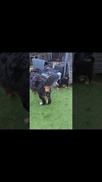 🐕Come meet Rosie the🐕Bernese Mountain Dog Puppy🐕 - Week 8 - Chase Poppy Time🏡#cute #cutedog