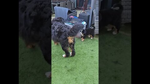 🐕Come meet Rosie the🐕Bernese Mountain Dog Puppy🐕 - Week 8 - Chase Poppy Time🏡#cute #cutedog