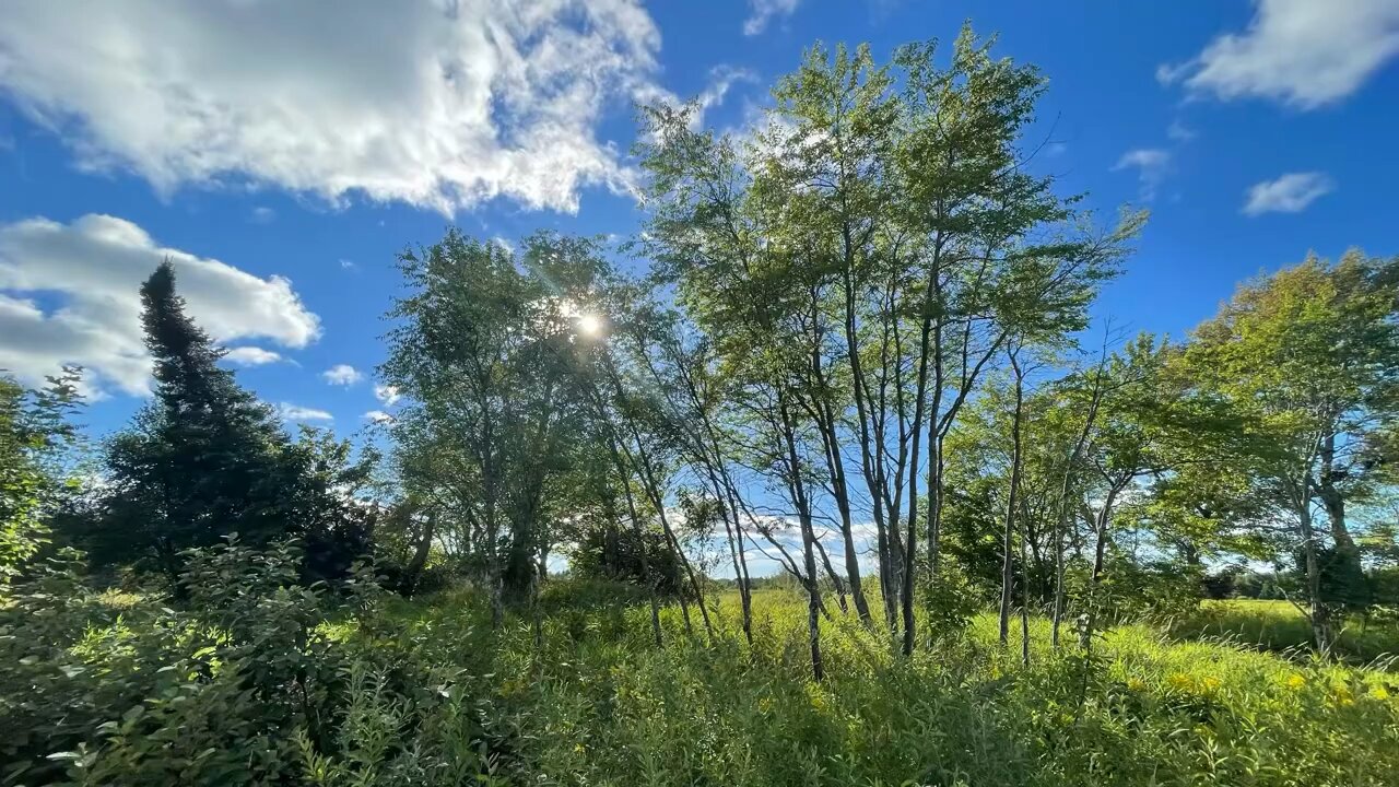Upper Peninsula Michigan Wildflowers