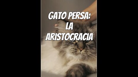 gato_persa_la_aristocracia