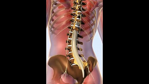 Spinal cord 3D animation #3dmedico