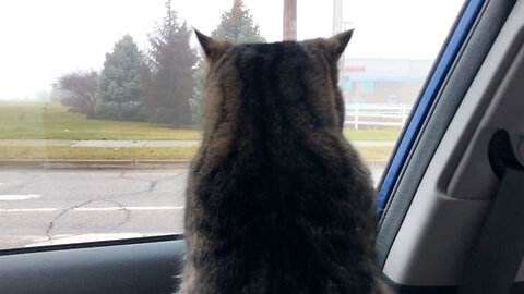 January 15, 2020 - An Antsy Belle Bells The Cat Goes to the Vet