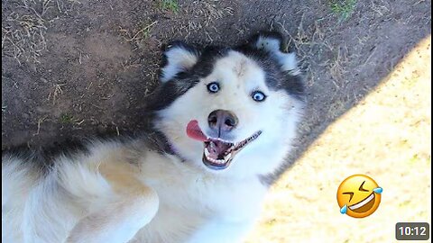 FUNNIEST Huskies | Normal dogs vs Huskies🤣 | 10 Minutes Best Videos