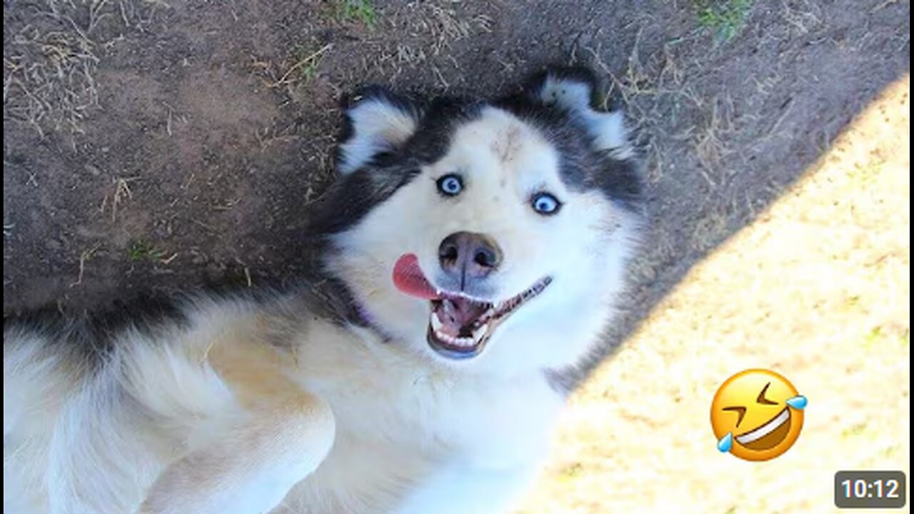 FUNNIEST Huskies | Normal dogs vs Huskies🤣 | 10 Minutes Best Videos