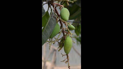 সবার পছন্দের ফল আম #viral