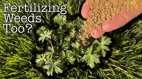 Does Fertilizing Lawns Also HELP WEEDS Grow?