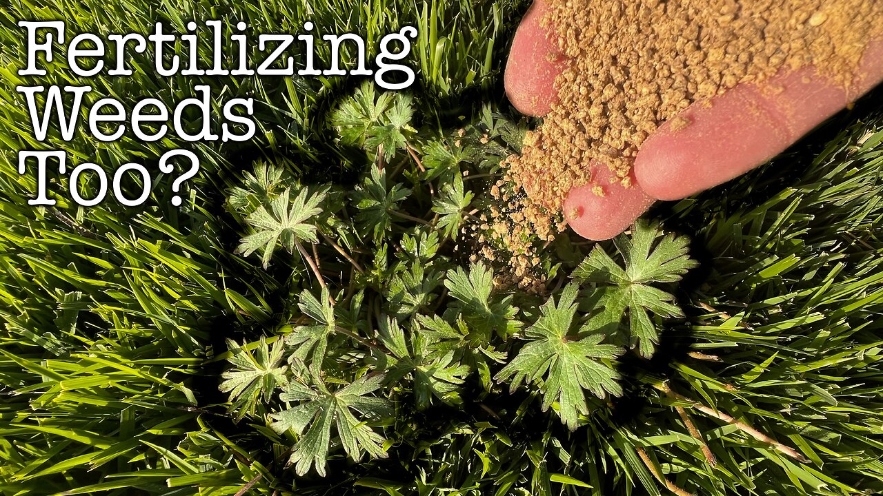 Does Fertilizing Lawns Also HELP WEEDS Grow?