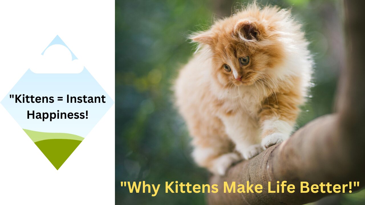 How Kittens Bring Happiness to Your Home