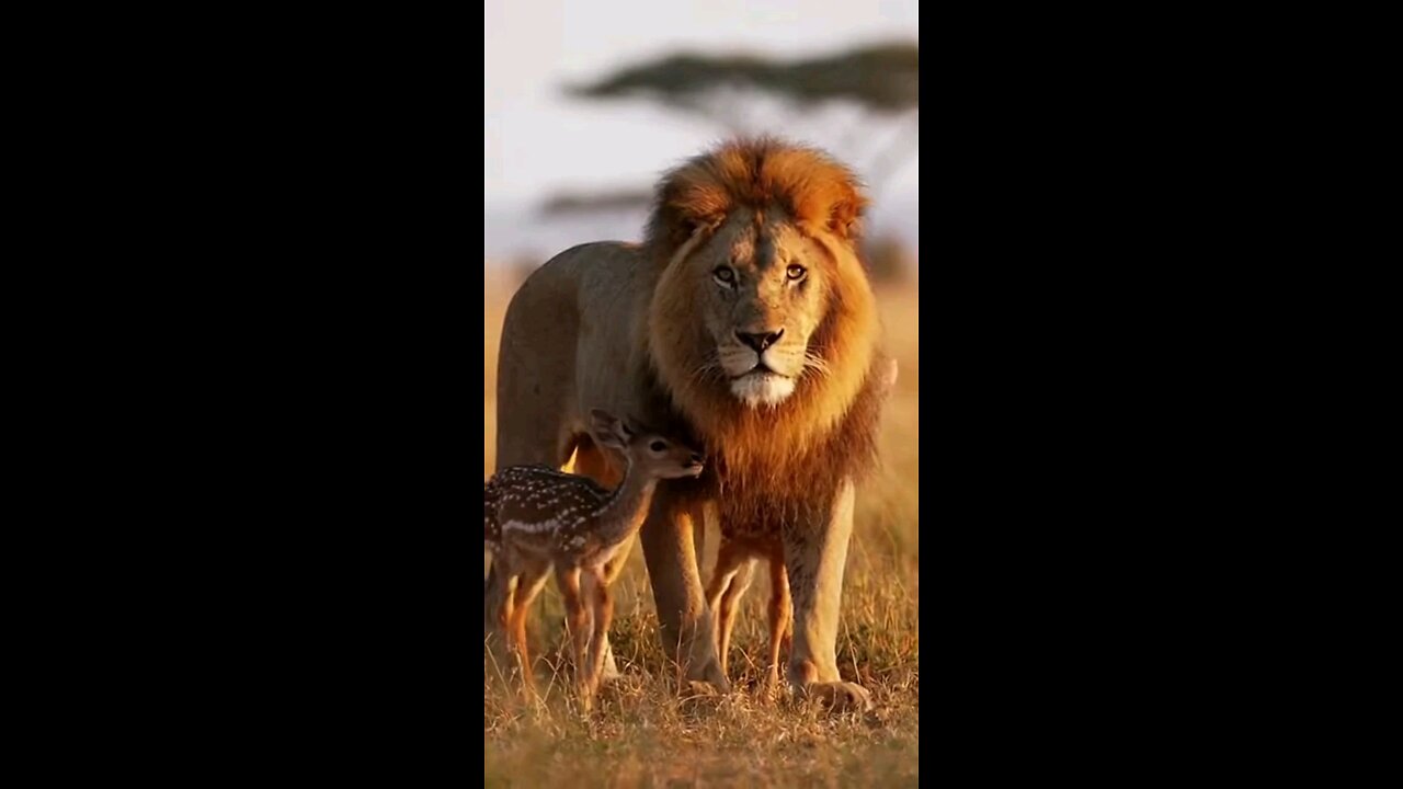 lion saving deer