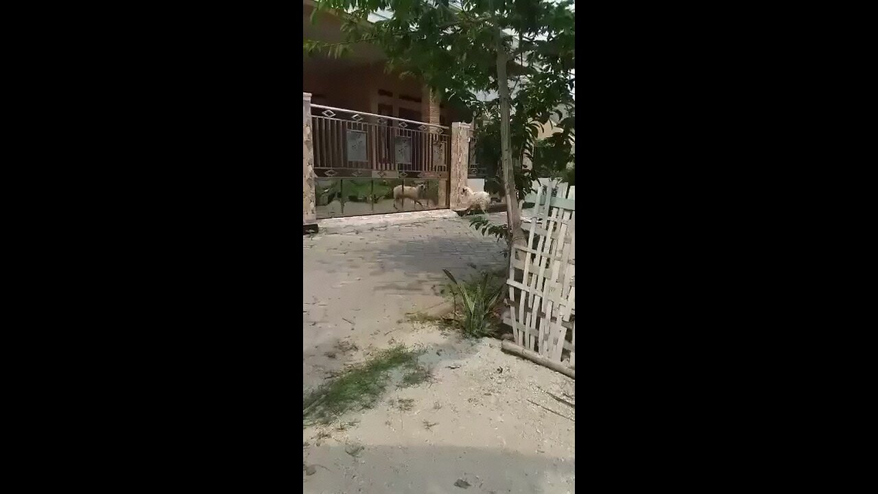 funny animal