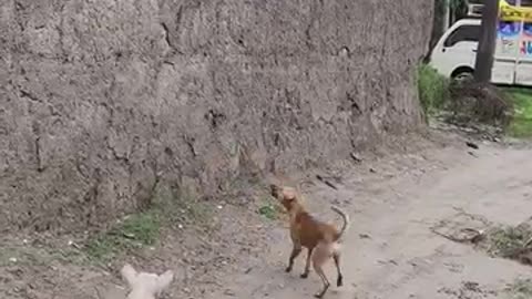 Funny 😂 video of dogs 🐕🤣