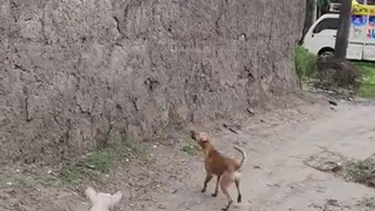 Funny 😂 video of dogs 🐕🤣