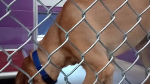 Max 1y Pet Id 949213 HSSAZ shelter _20250926_150706102