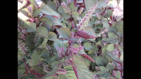 Korean Kkaennip Shiso