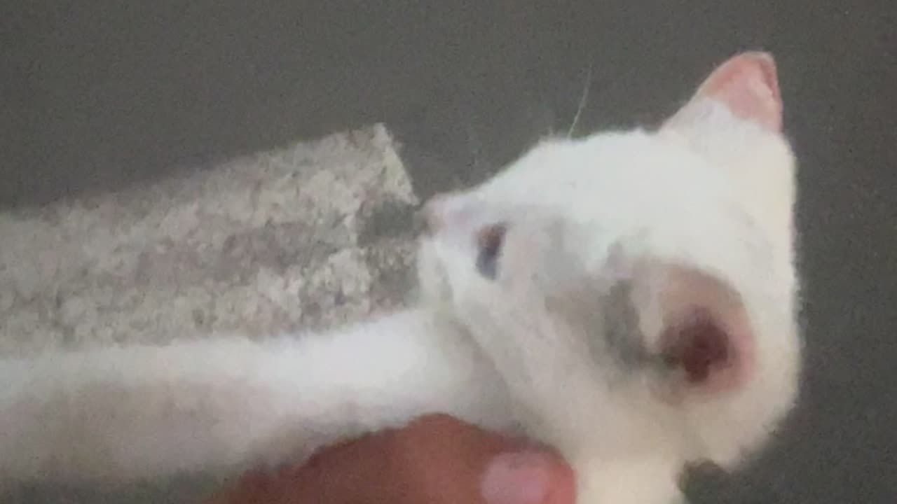 Soldier Rescues Abandoned Kitten