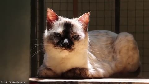 Your Daily Dose of Pets - Cats Are So Done With Us