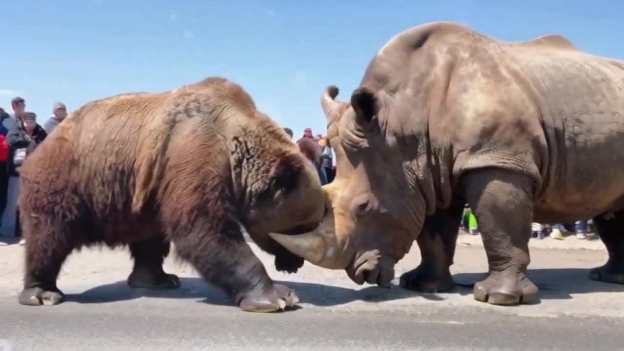 Bear & Rhino Fights