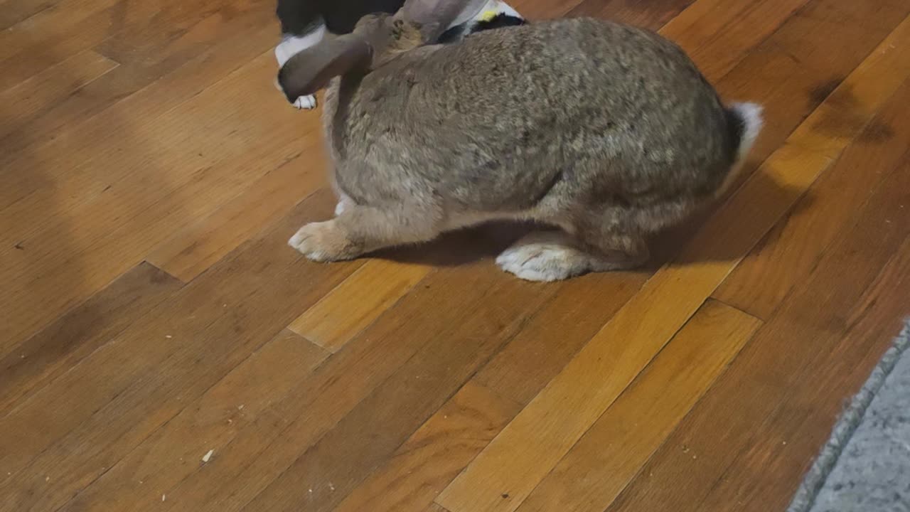 Hyper Puppy Wants to Play With Giant Bunny Real Bad