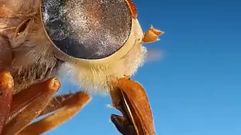🤔🦟 How Do Flies Bite? The Surprising Truth Revealed | FeedMyCuriosity
