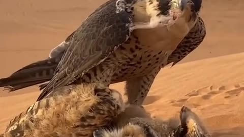 Eagle In Safari