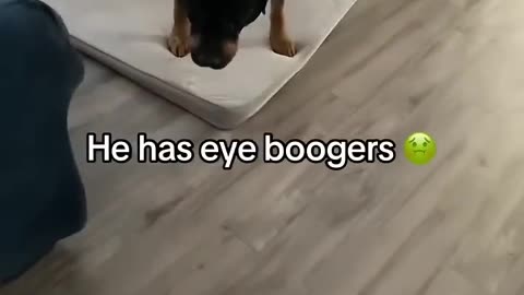 Long time no see, Bruno 🐶 - Life With Charlie - ClickHive