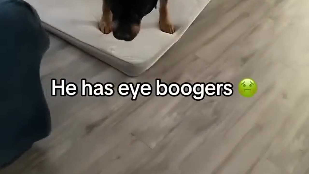 Long time no see, Bruno 🐶 - Life With Charlie - ClickHive