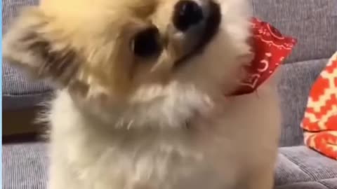 Cute dog with funny reaction! | Funny Animal Videos! #shorts