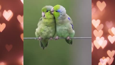 Parrots love each other