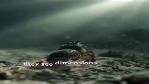 The Eye System : Optical Lensing