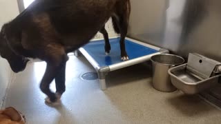 Tokyo-black~shy 1y A848485 Zoey-tan-loving 6y A702882 kennel 216 harrys haven PACC shelter2025100863