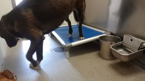 Tokyo-black~shy 1y A848485 Zoey-tan-loving 6y A702882 kennel 216 harrys haven PACC shelter2025100863