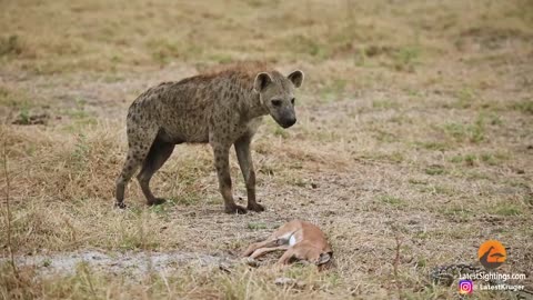 Impala Lamb Caught by Python, Stolen by Hyena – A Wild Encounter!