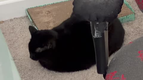 Cute Precious Piper is a Traffic Cone in a Messy Office - My Adopted Shelter Cat Vlog